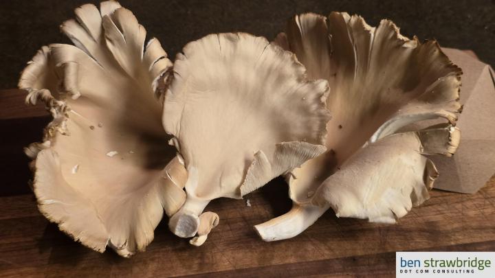 Beautiful Oyster Mushrooms Beautiful Oyster Mushrooms